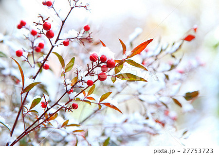 ナンテンの実と新雪 ナンテンの実と新雪 27753723
