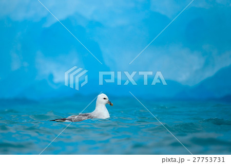 Northern Fulmar, Fulmarus glacialis, white bird Northern Fulmar, Fulmarus glacialis, white bird 27753731