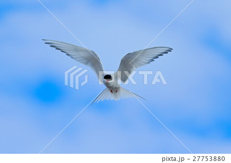 Arctic Tern in flight, Sterna paradisaea, white Arctic Tern in flight, Sterna paradisaea, white 27753880