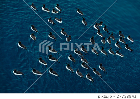 Brunnich's Guillemot, black and white bird Brunnich's Guillemot, black and white bird 27753943