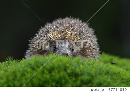 West European Hedgehog in green moss 27754059