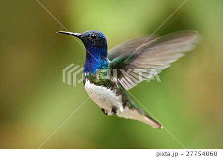 Hummingbird White-necked Jacobin from Ecuador 27754060