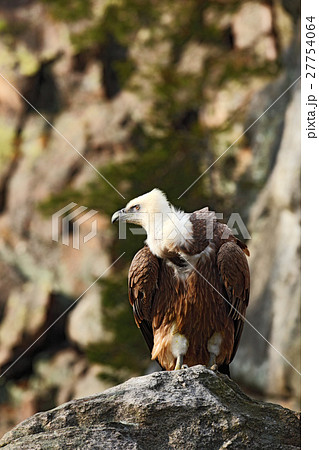 Griffon Vulture, Gyps fulvus, big birds of prey 27754064
