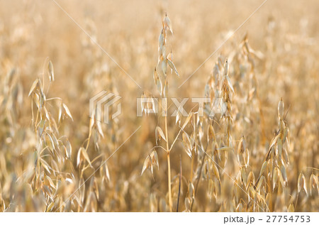 organic golden ripe ears of oats in field 27754753