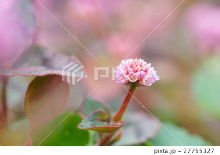 ヒメツルソバ ヒメツルソバ 27755327