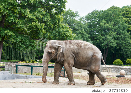 African elephant walks through the arena in  zoo 27755350