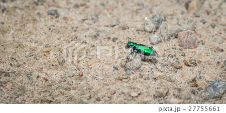 Metallic Green Six spotted Ttiger beetle. Metallic Green Six spotted Ttiger beetle. 27755661