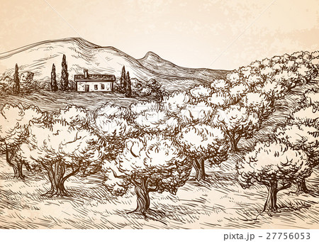 Hand drawn olive grove landscape. Hand drawn olive grove landscape. 27756053