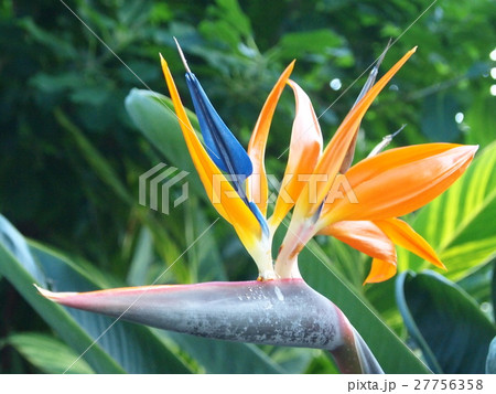 ストレリチア 27756358