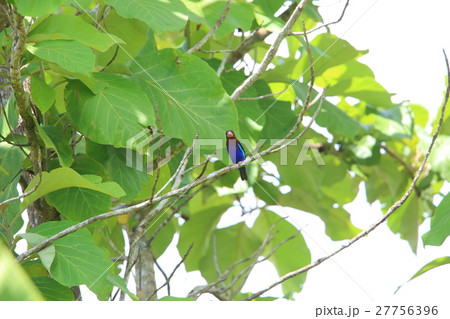 ジャワショウビン 27756396