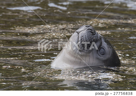 Baby Elephant Seal in the waer South Georgia Baby Elephant Seal in the waer South Georgia 27756838