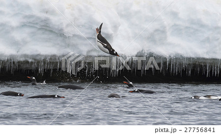 Gentoo Penguin jump in water 27756841