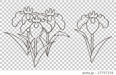菖蒲 27757159