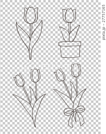 鬱金香 鬱金香 27757165