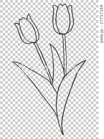 Tulip Stock Illustration