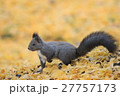 イチョウの落葉とエゾリス1 イチョウの落葉とエゾリス1 27757173