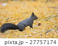 イチョウの落葉とエゾリス2 イチョウの落葉とエゾリス2 27757174
