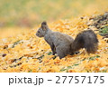 イチョウの落葉とエゾリス3 イチョウの落葉とエゾリス3 27757175