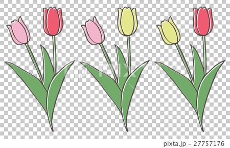 Tulip 27757176