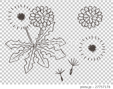 たんぽぽ 綿毛 モノクロ版のイラスト素材
