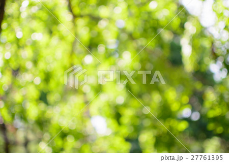 bokeh background of tree leaves bokeh background of tree leaves 27761395