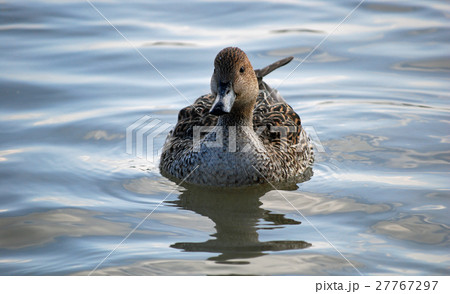 湖で羽を休めている渡り鳥 27767297