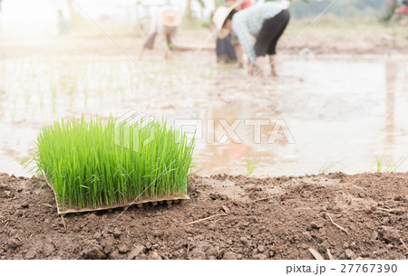 seedlings rice for transplanting paddy field 27767390