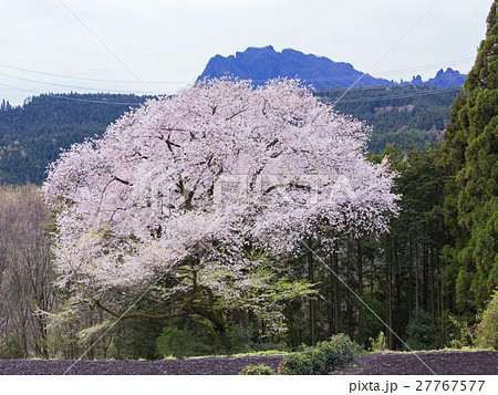 細野の彼岸桜と妙義山 27767577