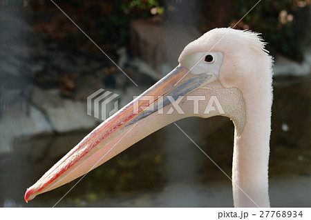 ペリカンの顔の写真素材