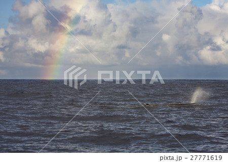 虹を背景に泳ぐマッコウクジラ　小笠原 27771619