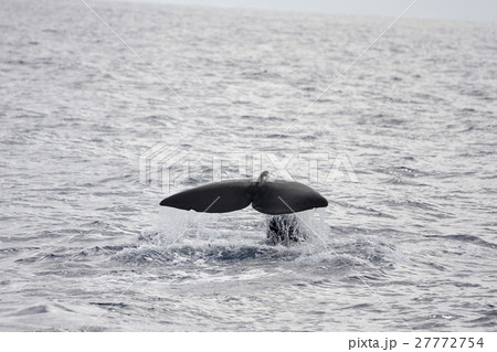尾びれを上げるマッコウクジラ　小笠原 27772754