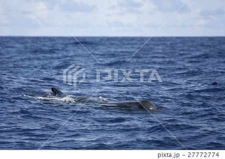 マッコウクジラ　小笠原 27772774