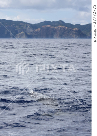 マッコウクジラ　小笠原 27772775