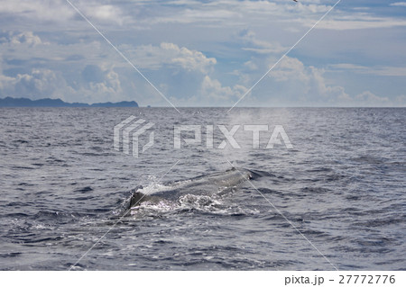 マッコウクジラ　小笠原 27772776
