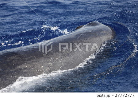 マッコウクジラ　小笠原 27772777