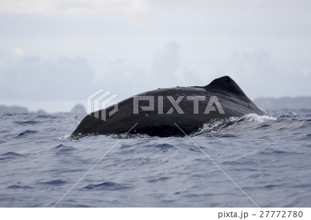マッコウクジラ　小笠原 27772780
