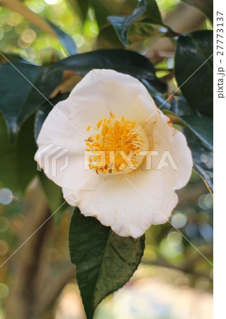 椿 昭和の誉 椿 昭和の誉 27773137