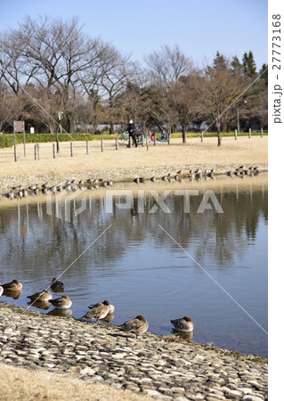 冬の公園 27773168