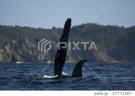 むなビレをたたくザトウクジラ　小笠原 27773367
