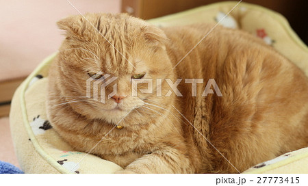 大きな猫 27773415