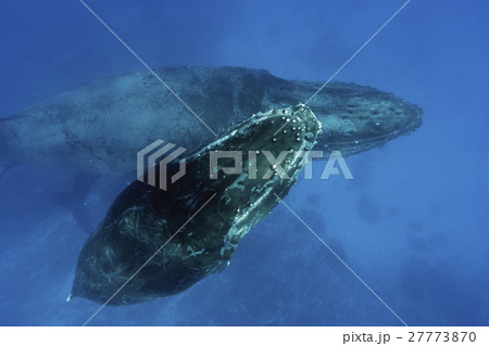 海を泳ぐザトウクジラの親子 27773870