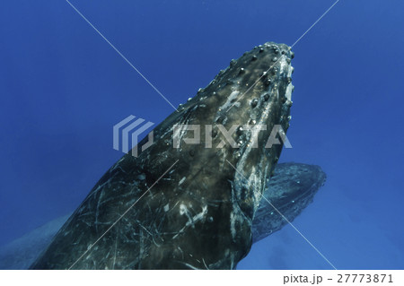 小笠原の海を泳ぐザトウクジラの子供 小笠原の海を泳ぐザトウクジラの子供 27773871