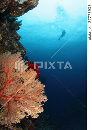 イソバナとダイバー 27773938