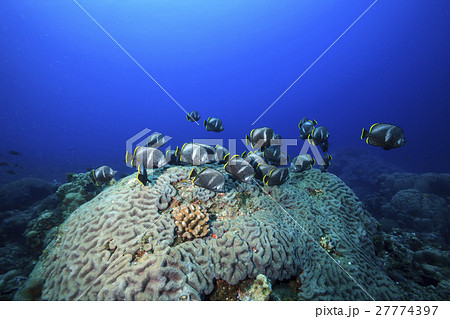 小笠原のユウゼンの群れ 27774397