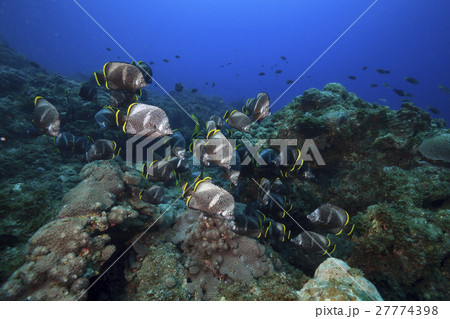 小笠原のユウゼンの群れ 27774398