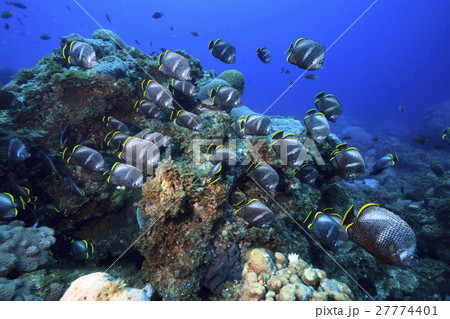 小笠原のユウゼンの群れ 27774401