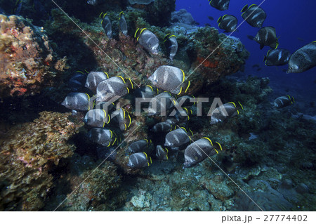 小笠原のユウゼンの群れ 27774402