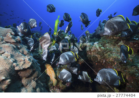 小笠原のユウゼンの群れ 27774404