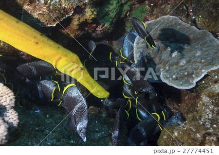 小笠原のユウゼンの群れとヘラヤガラ 小笠原のユウゼンの群れとヘラヤガラ 27774451