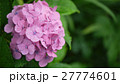 濡れた紫陽花 27774601